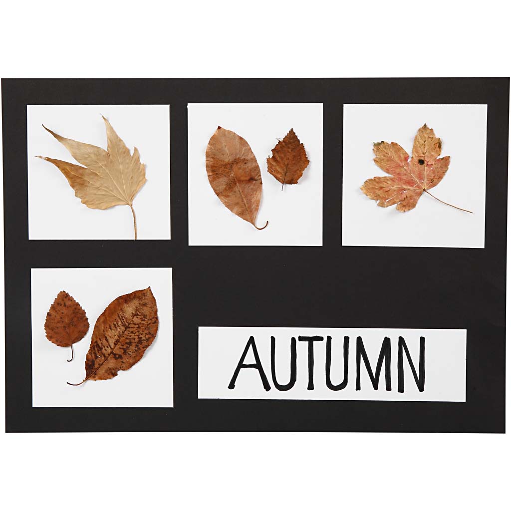 Kaart, A2,A3,A4, 200+250 g, must, valge, 600 lehte/ 1 pakk - Image 2