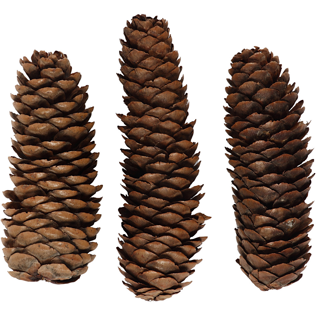 Abies Cone, diameeter. 40 mm, ca. 14 tk, 300 g/ 1 pakk