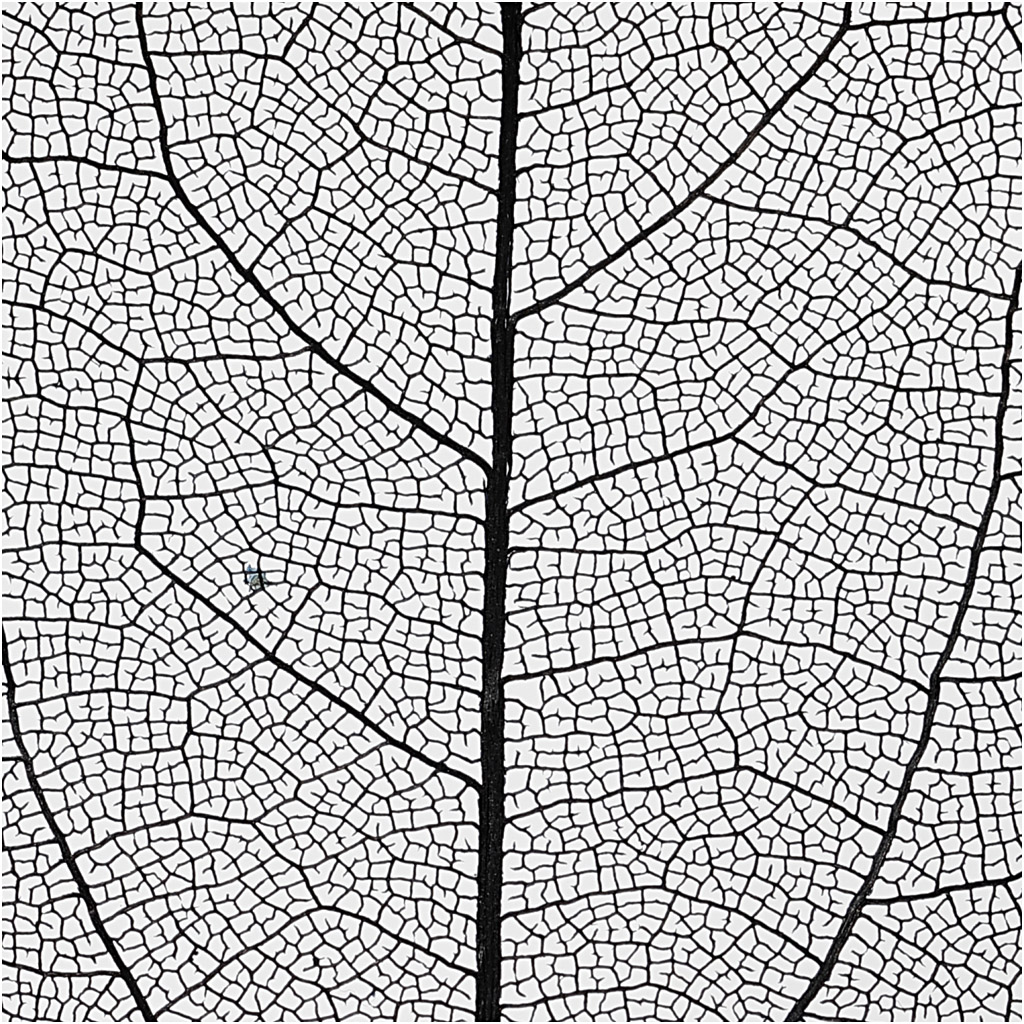 Skeletilehed, L: 6-8 cm, must, 20 tk/ 1 pakk - Image 3