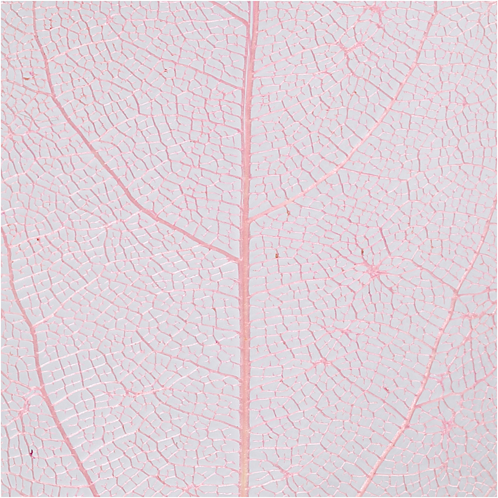 Skeletilehed, L: 6-8 cm, helepunane, 20 tk/ 1 pakk - Image 3